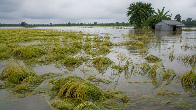 Why Crop Insurance Remains Unpopular in Haor Regions
