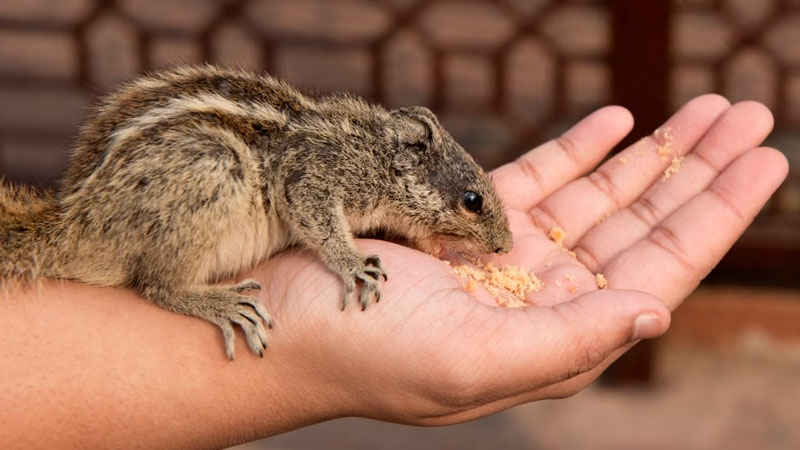 Will Insurance Benefits be Available if Infected with Hantavirus?